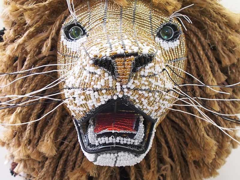 Lion Close Up Lion Close Up